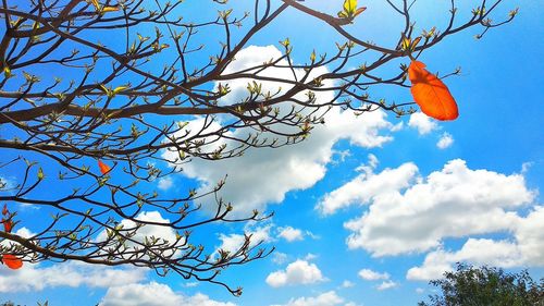Low angle view of bird on tree against sky