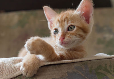 Close-up portrait of cat relaxing at home