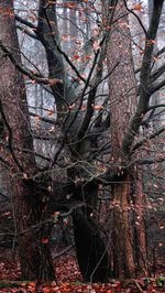 Trees in forest against sky