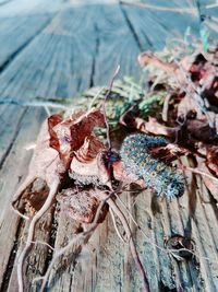 High angle view of crab on leaf