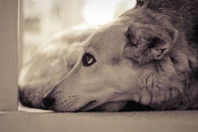 Close-up of dog sleeping