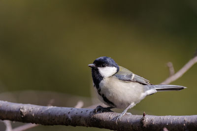 Close-up of bird perching on branch