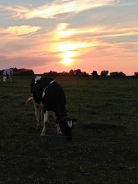 Horse grazing on field during sunset