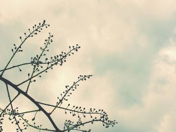 Low angle view of birds flying against sky