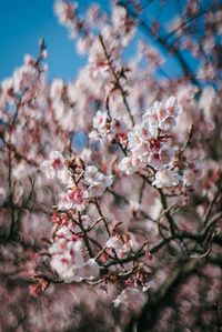 Low angle view of cherry blossoms on tree