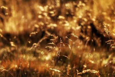 Close-up of grass