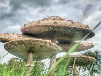 Close-up of mushroom growing on field against sky