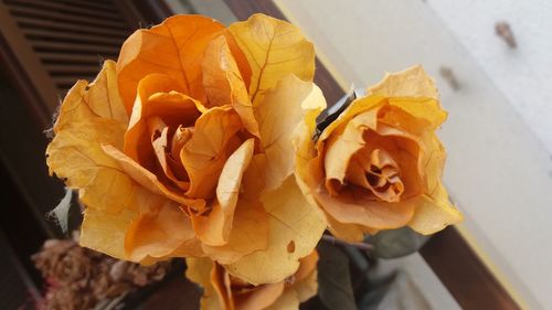 Close-up of yellow rose