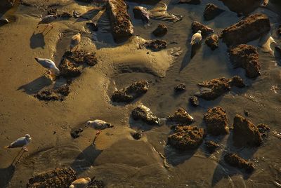 High angle view of birds on beach