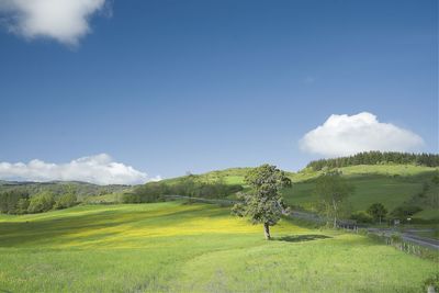 Scenic view of grassy field against sky rolling green hills tuscany countryside