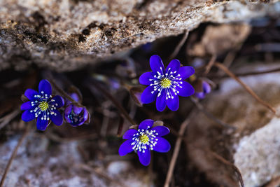 Blue flower, it has already awakened from the shade