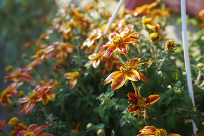 Close-up of orange flowering plants