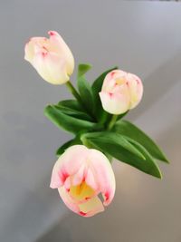 Close-up of pink flowers