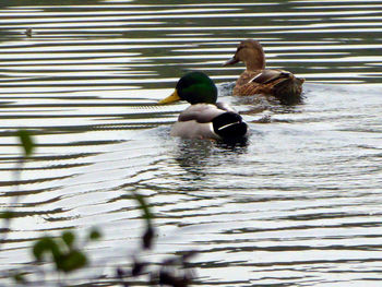 View of ducks swimming in lake