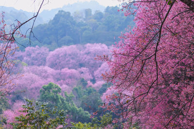 Pink cherry blossom tree in mountains