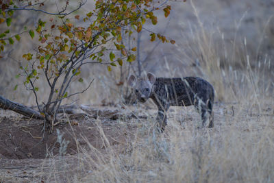 View of a horse on field