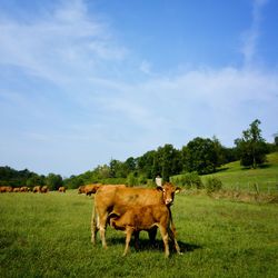 Cows on field against sky