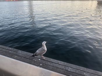 High angle view of seagull perching on railing