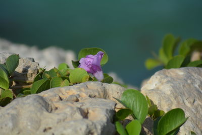 Close-up of plants growing on rock