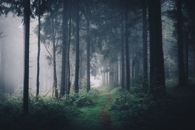 Trees in forest during foggy weather