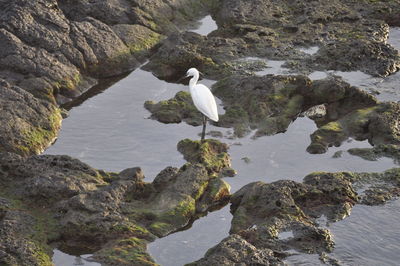 Seagull perching on rock by lake