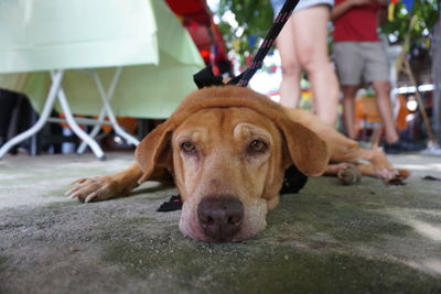 Portrait of dog relaxing outdoors