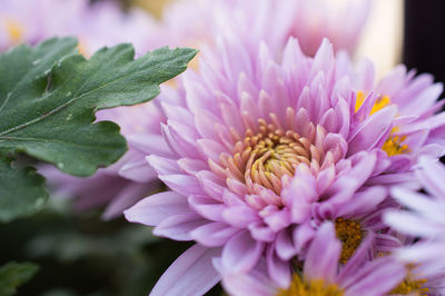 Close-up of pink flower blooming outdoors