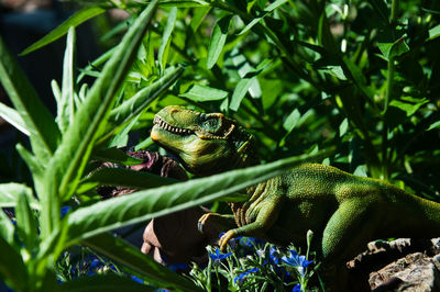 Close-up of frog on plant