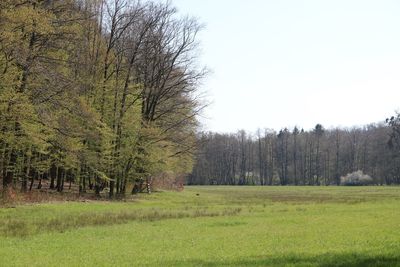 Trees on field against sky