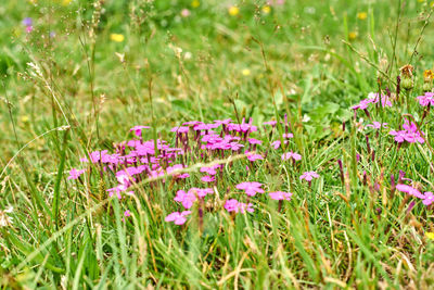 Close-up of pink flowering plants on field