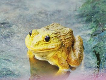 Close-up portrait of frog