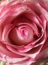 Close-up of pink rose