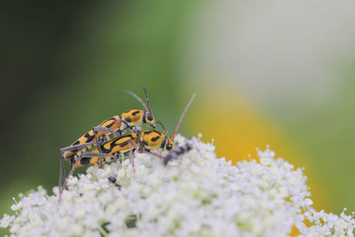 Close-up of butterfly pollinating on flower