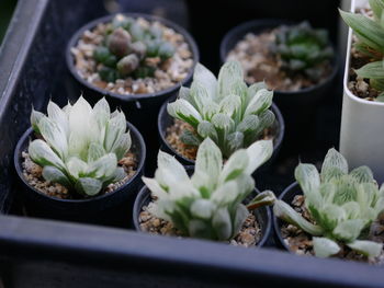 High angle view of potted plants on table