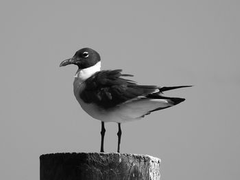 Close-up of bird perching on wooden post