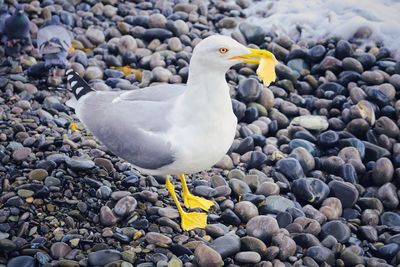 Close-up of swan on pebbles at beach
