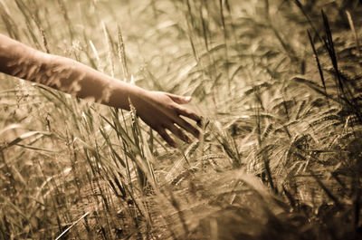 Cropped hand amidst crops on field