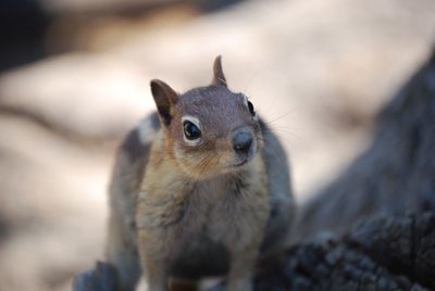 Close-up portrait of squirrel