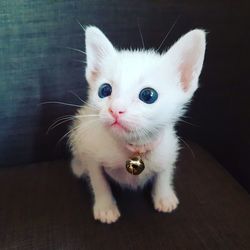 Close-up portrait of a cat