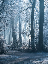 Close-up of trees in forest