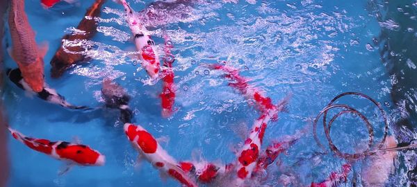 High angle view of swimming pool in sea