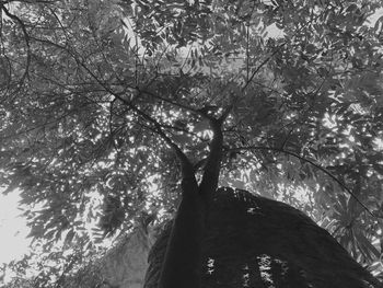 Low angle view of trees in forest