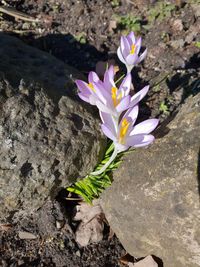 High angle view of crocus blooming on rock