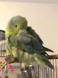 Close-up of parrot perching outdoors