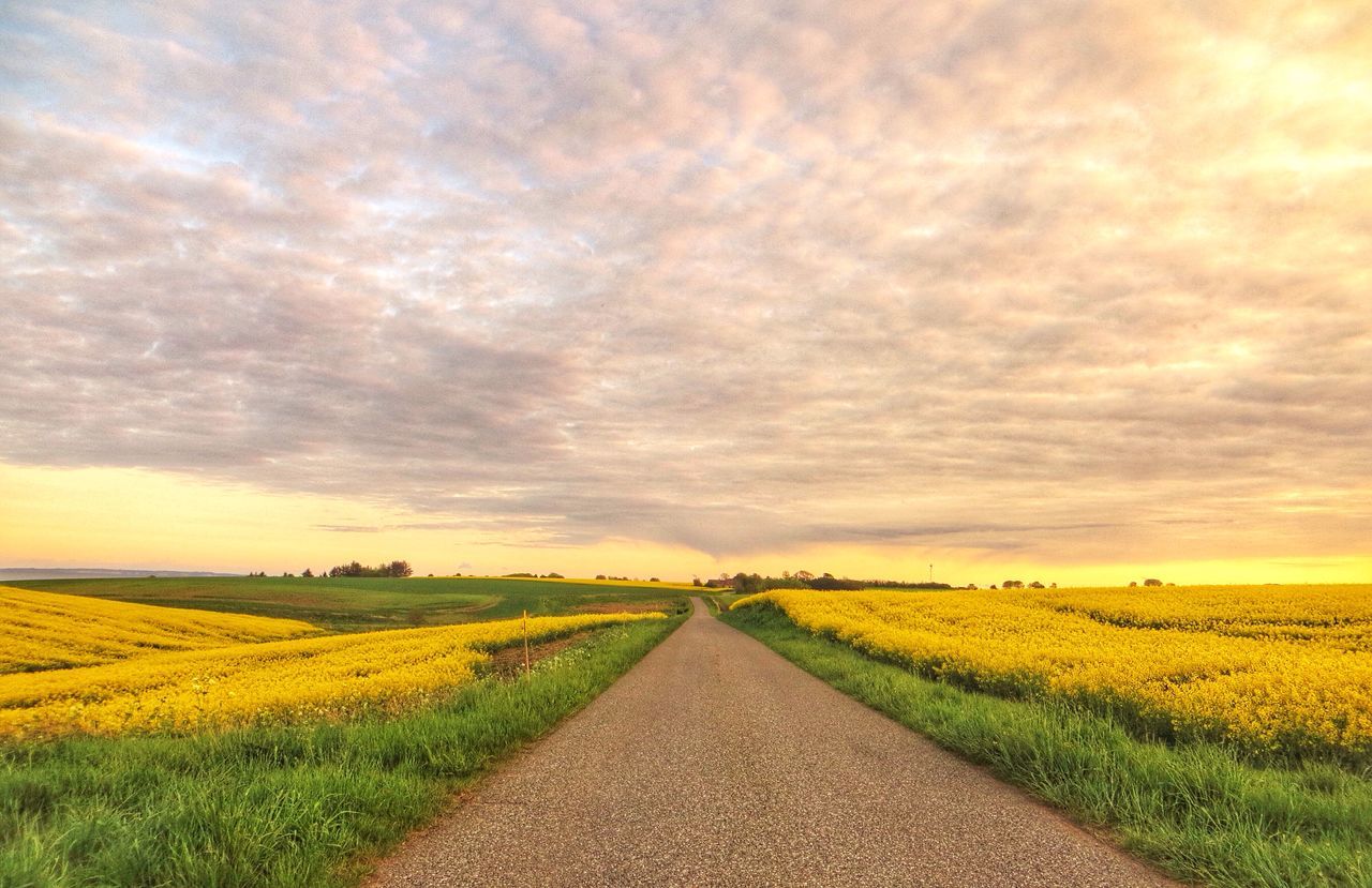 field, landscape, rural scene, the way forward, sky, agriculture, tranquil scene, tranquility, farm, beauty in nature, scenics, nature, diminishing perspective, cloud - sky, crop, growth, vanishing point, grass, cloudy, horizon over land