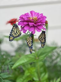 Close-up of butterfly pollinating on pink flower