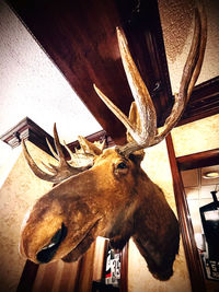 Low angle view of deer