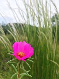 Close-up of pink flower blooming outdoors