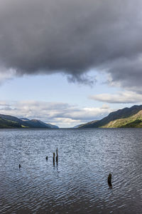 View of birds swimming in lake against cloudy sky