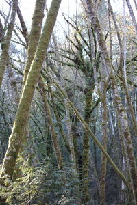 Low angle view of pine trees in forest during winter